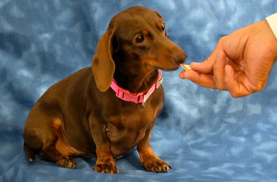 Olivia fissa il biscottino
